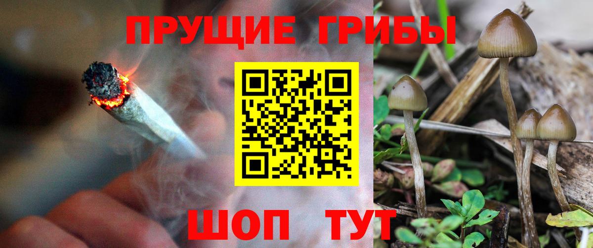 Псилоцибиновые грибы Cubensis  Вход с VPN  Галлюциногенные грибы Cubensis  Губаха 